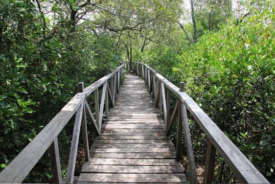 Aklan Province Mt. Balinsasayaw, Nawidwid Falls & Mangrove Park Tour with Lunch & Transfers