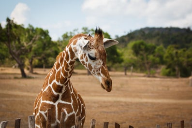 Giraffe inside Calauit Safari