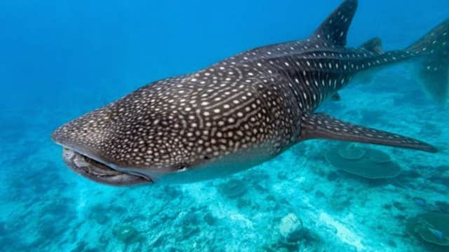 Fun Dive in Panglao Island in Bohol Province with Gear & Snacks