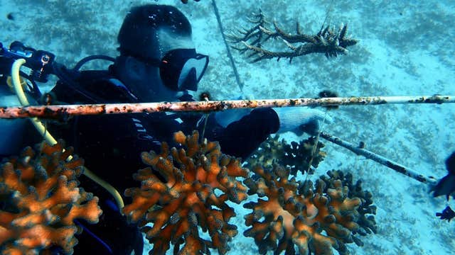 2-Day PADI Rescue Diver Course on Panglao Island in Bohol Province with Certification