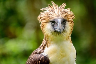 Have a sight at the conserved famous Philippine Eagle at Philippine Eagle Center Davao