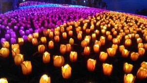 LED flowers in Jardin Necitas