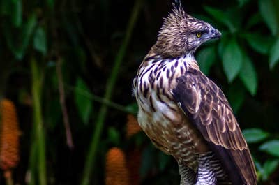 Get a chance to see the infamous Philippine Eagle and visit the best tourist spots in Davao