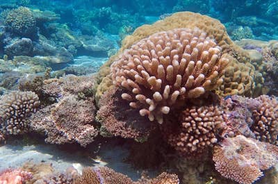 Venture out in Davao's famous Samal Island and have a chance to swim and snorkel in its waters