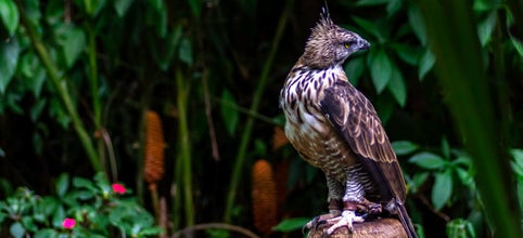 Explore Philippine Eagle Center in Davao