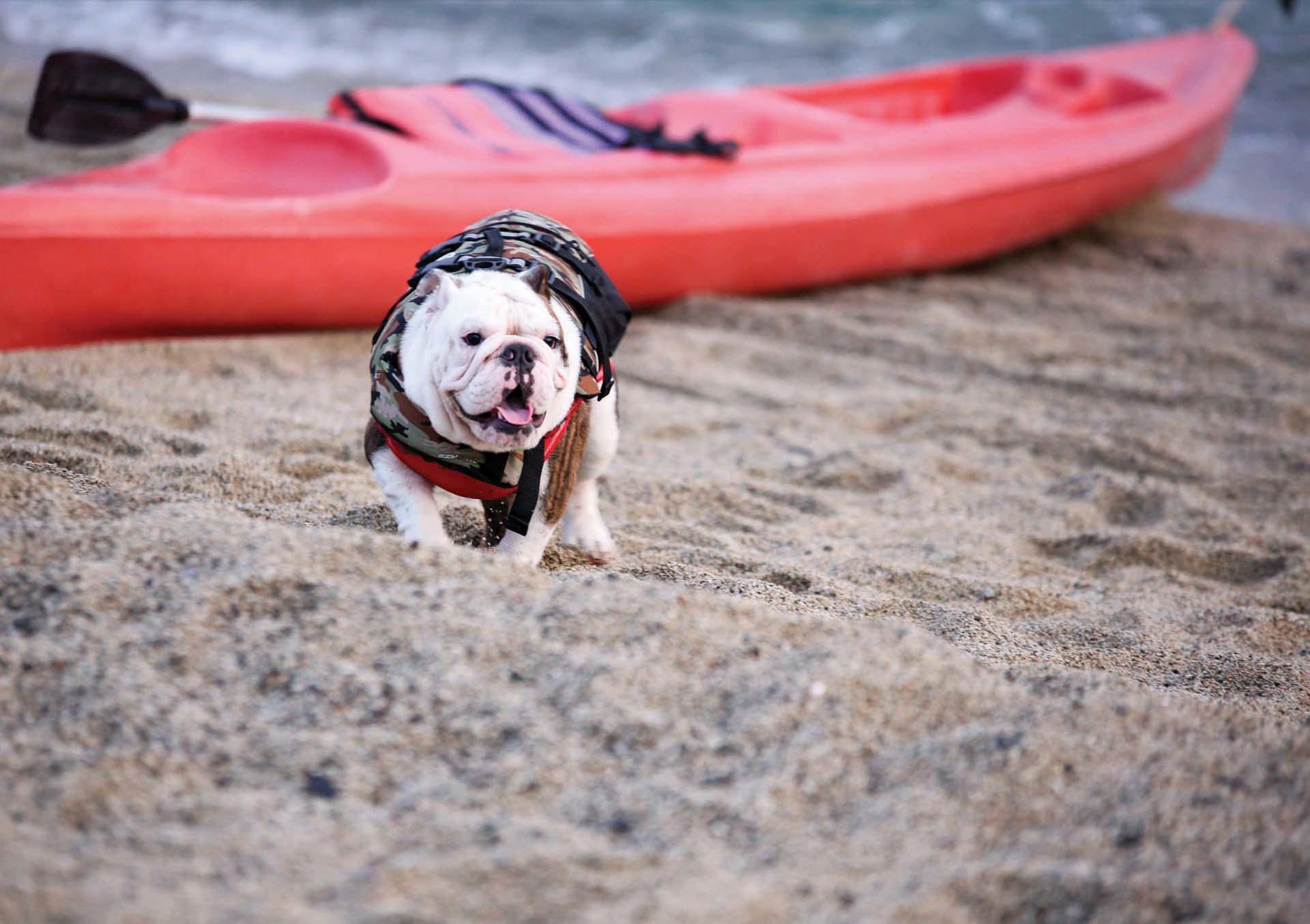 A dog on Acuaverdeo Beach Resort's shore