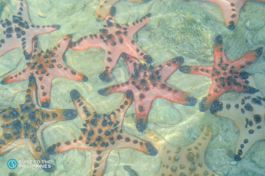 Starfish Island Starfish Island