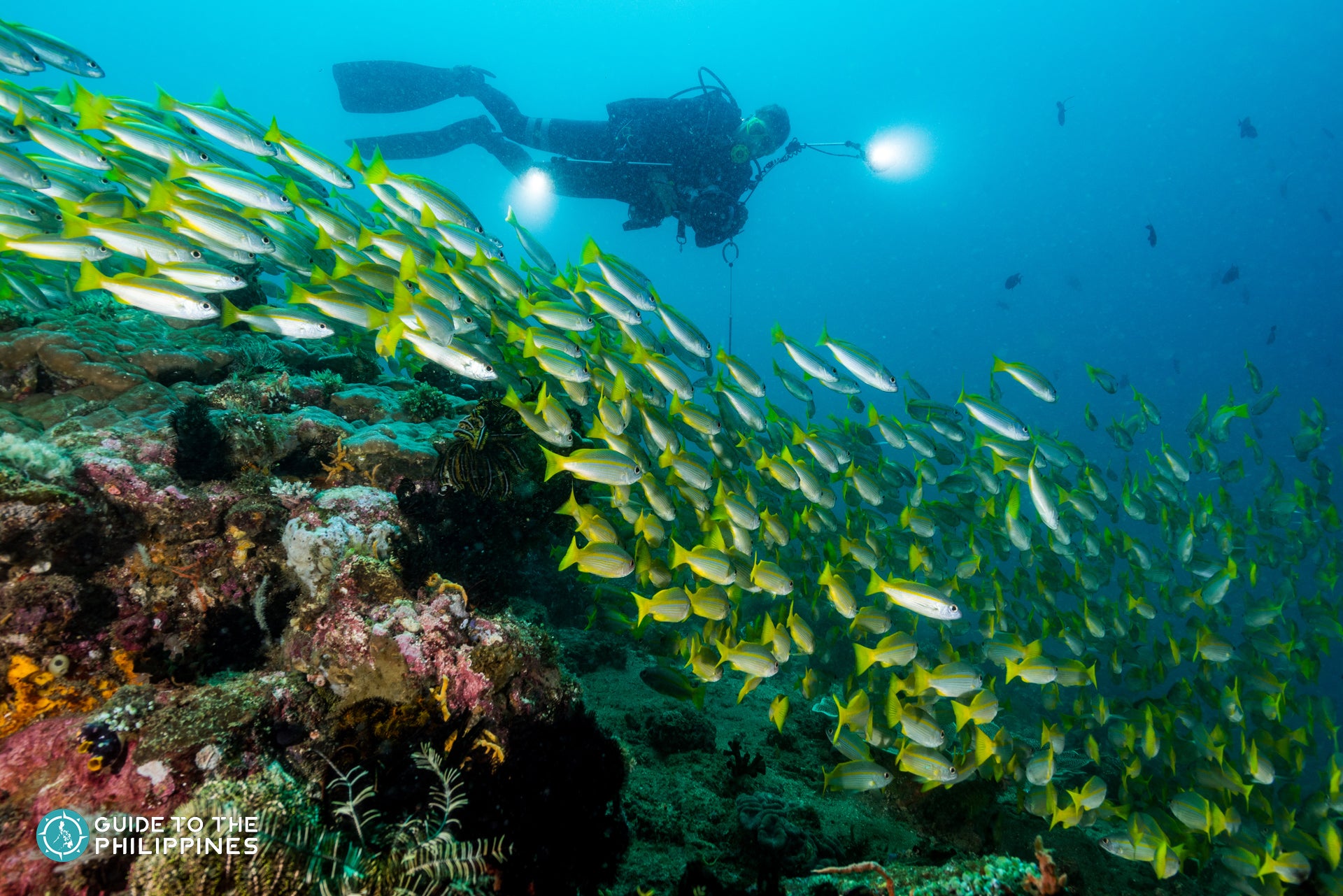 Diving in Anilao, Batangas
