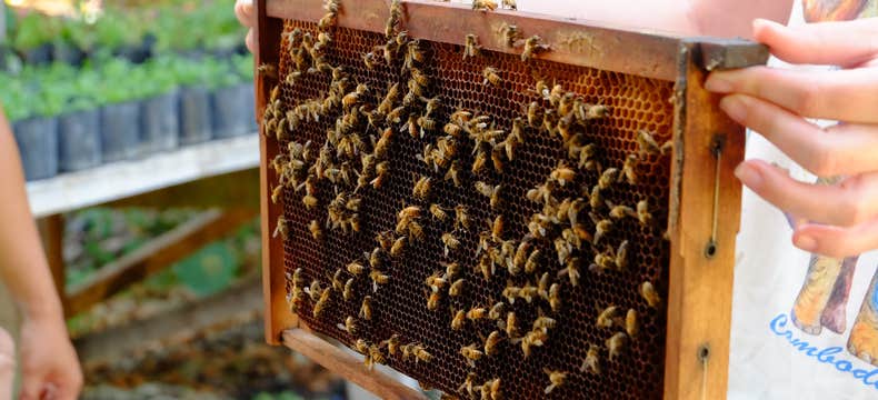 Exciting 5-Day Bohol Island Tour Package with Transfers