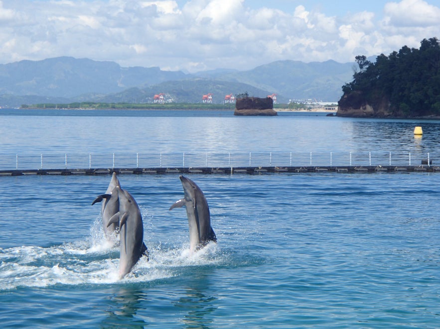Dolphins at Ocean Adventure Dolphins at Ocean Adventure