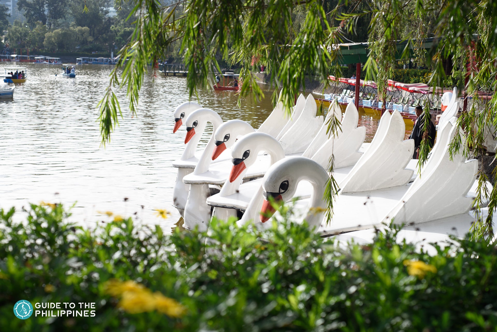 Swan boats at Burnham Park