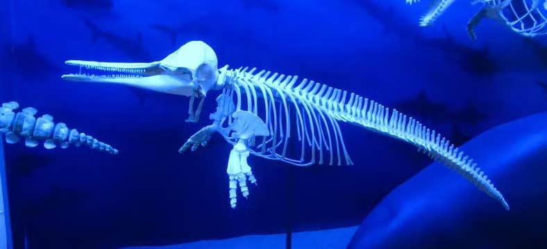 Davao City Tour to Top Attractions with Hotel Transfers