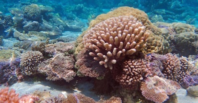 Explore vibrant coral reefs and marine life during this Samal island hopping adventure.