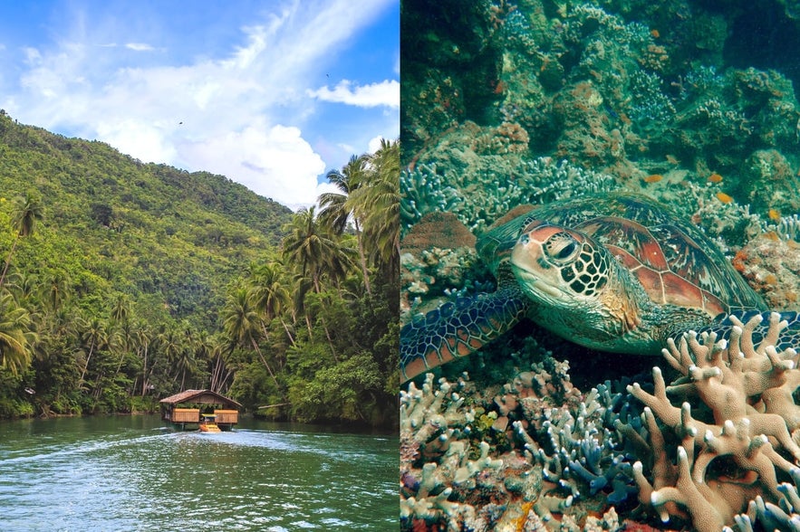 Loboc River and Apo Island Loboc River and Apo Island