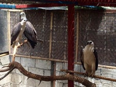 Eagles at the Boracay Wildlife Sanctuary