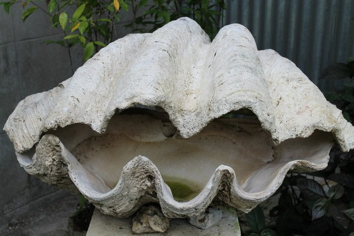 Nova Shells Museum Nova Shells Museum