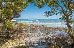 Mangroves forest at Lamanok Island