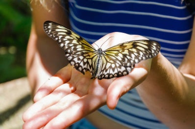 Butterflies at Bohol Bee Farm