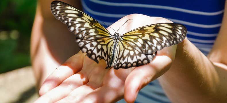 Exciting 5-Day Bohol Island Tour Package with Transfers