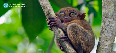 Philippine Tarsier in Bohol