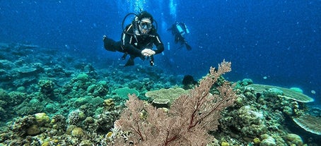 Albay Gulf Fun Dive with Divemaster & Equipment | 2 Dives