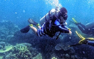 Albay Gulf Fun Dive with Divemaster & Equipment | 2 Dives
