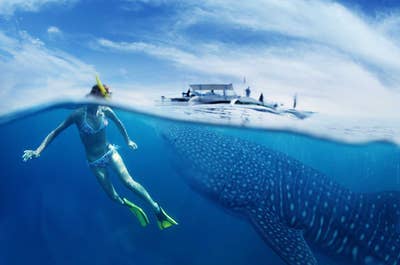 Cebu Oslob Whale Shark Watching