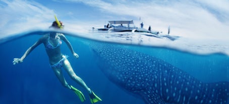 Swim with the whale sharks in Oslob, Cebu