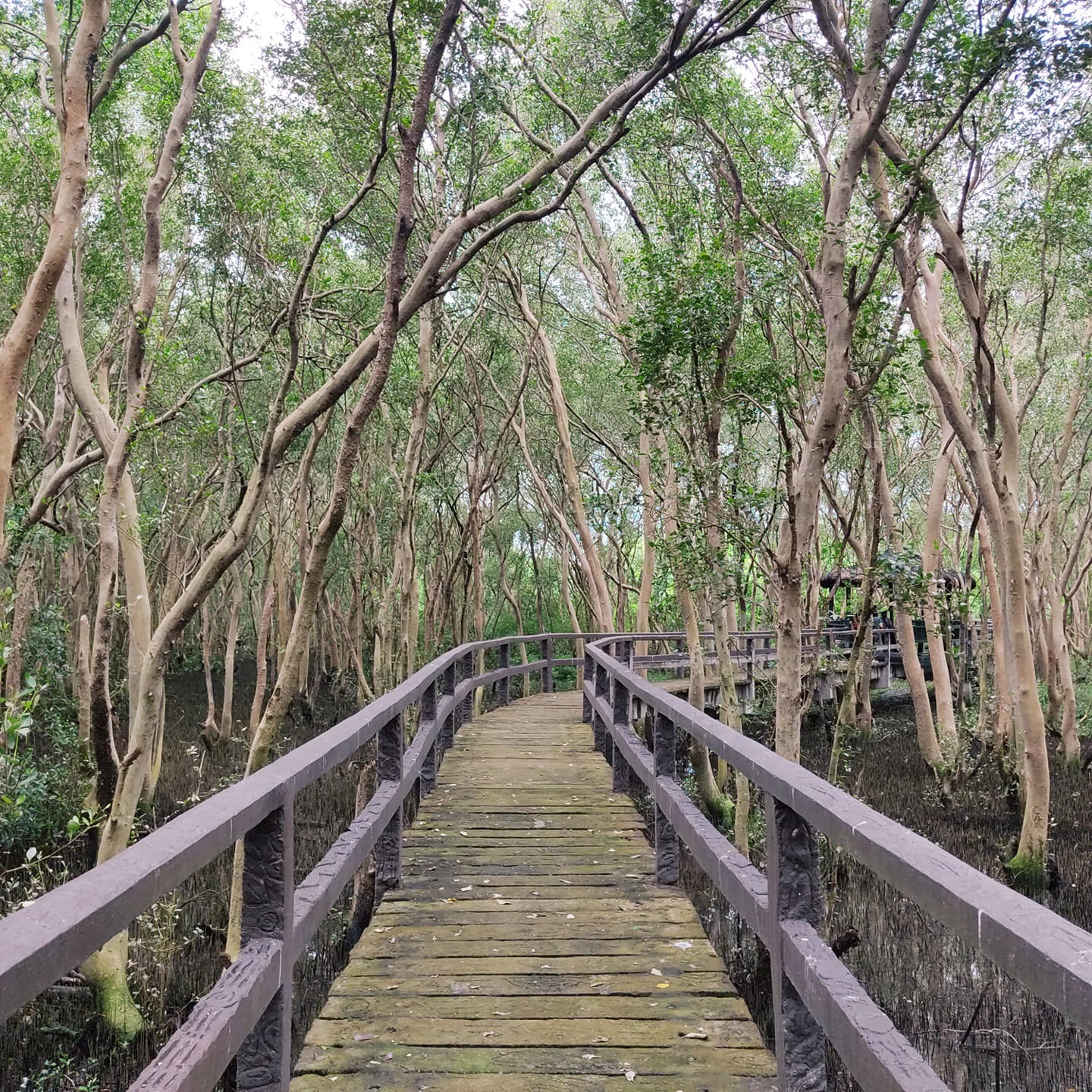 Las Pi&ntilde;as Para&ntilde;aque Wetland Park