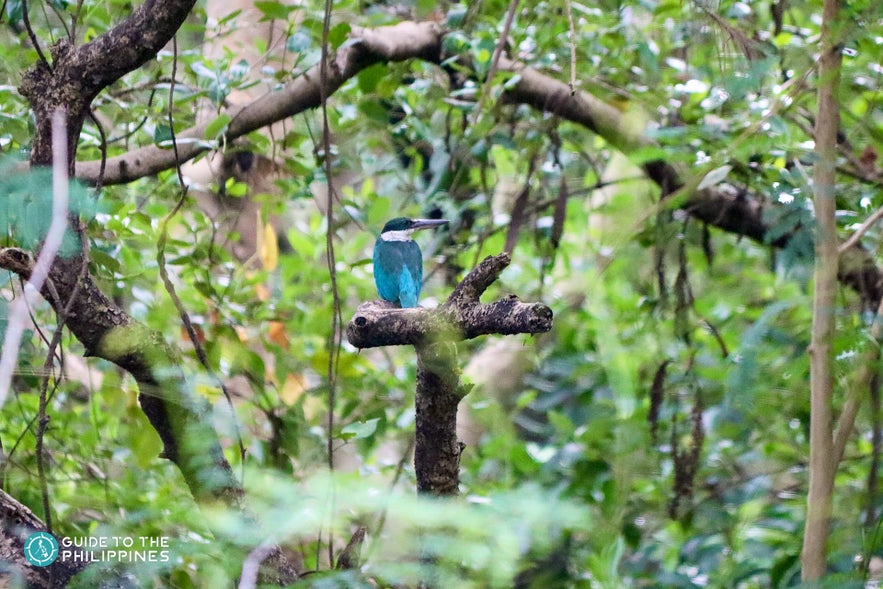 Kingfisher in Las Pinas Water Park Kingfisher in Las Pinas Water Park