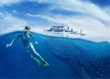 Swim with the whale sharks in Oslob, Cebu