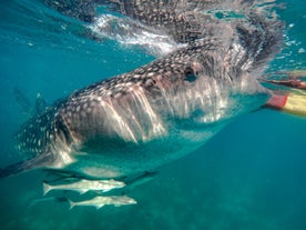 Whale shark in Cebu