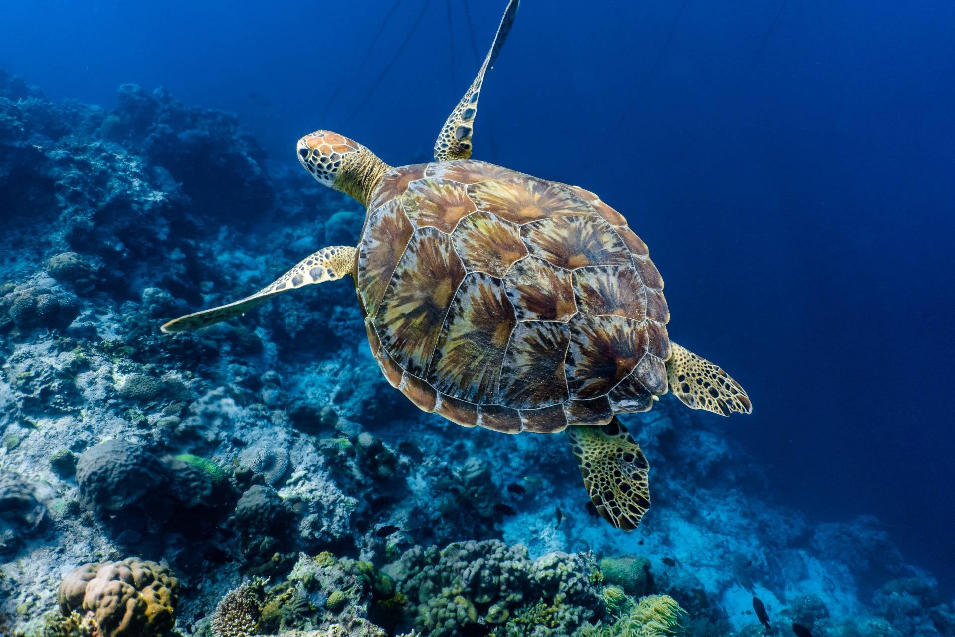 Turtles in Moalboal Town in Cebu Island Province