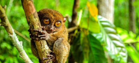 Tarsier Specie in Loboc Tarsier Conservation Bohol