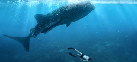 Whaleshark watching in Oslob Cebu