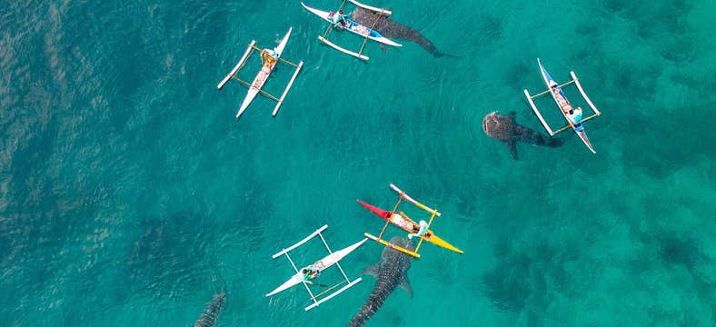 Whale Shark Watching in Oslob Town & Canyoneering to Kawasan Falls Tour in Cebu Island with Lunch