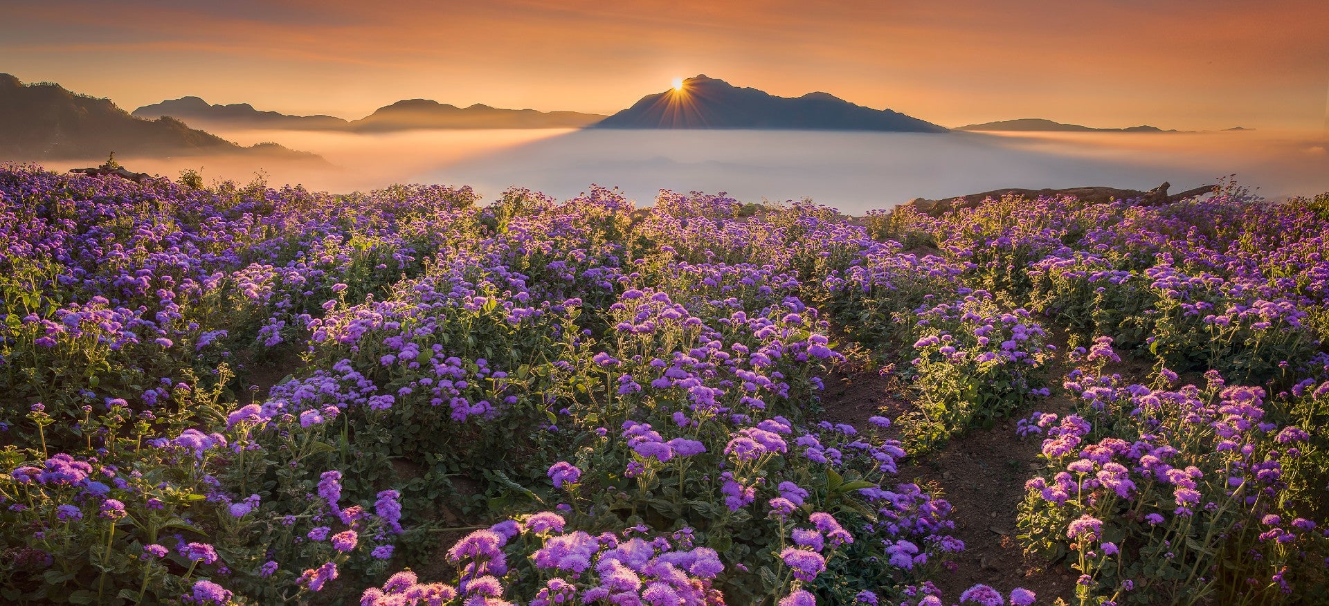 Bright and colorful blooms stretch across the landscape at Northern Blossom Flower Farm, making this tour of Atok town’s flower farms and nature spots truly enchanting.