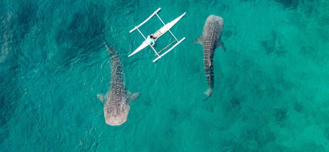 Aerial view of whale sharks in Oslob, Cebu