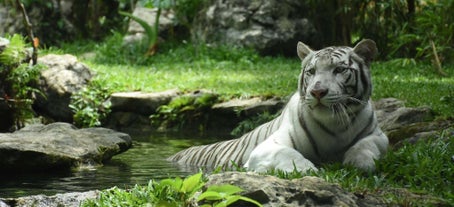 Cebu Safari & Adventure Park