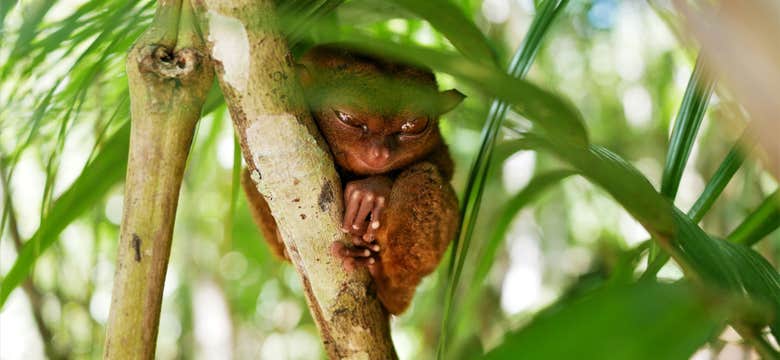 Private Tour to Bohol Island's Chocolate Hills & Tarsier Sanctuary with Loboc River Boat Cruise