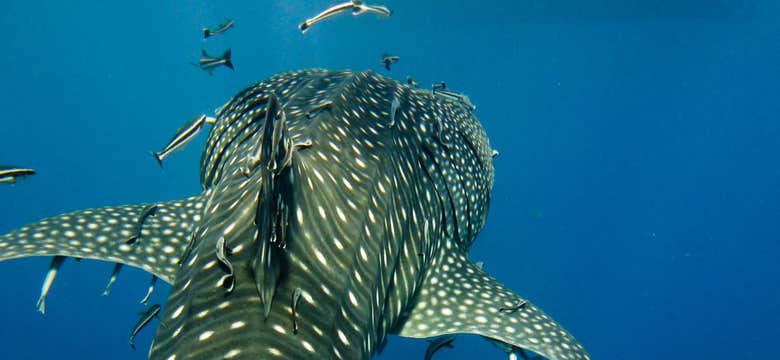 Private Whale Shark Watching Tour in Bohol Island with Transfers