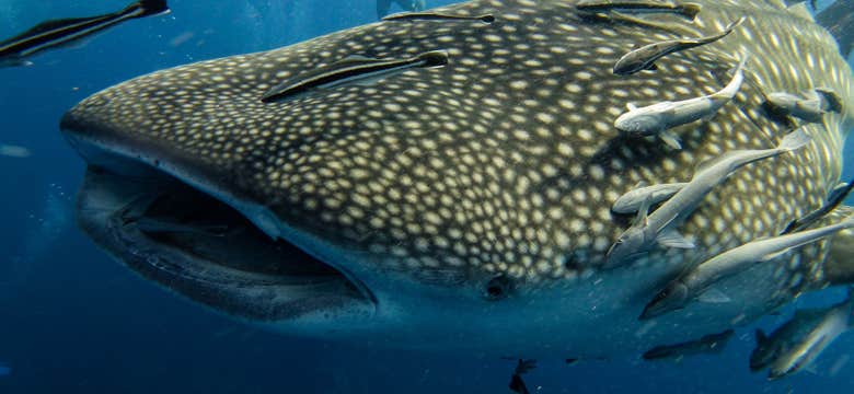 Private Whale Shark Watching Tour in Bohol Island with Transfers