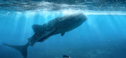 A whale shark gliding through turquoise waters on a tour in Bohol Island