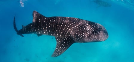 A majestic whale shark swimming in the clear waters during a tour off the coast of Bohol Island