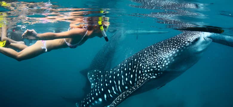 Private Whale Shark Watching Tour in Bohol Island with Transfers
