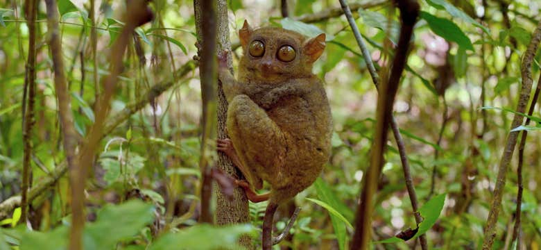 薄荷岛巧克力山乡村私人旅行团 | 含接送,可选罗博河船游午餐