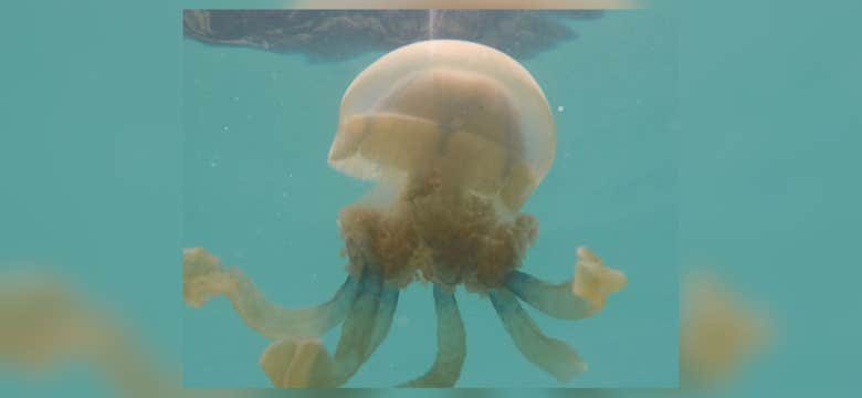 Siargao Island Sohoton Bucas Grande Island, Jellyfish Sanctuary & Hagukan Cave Day Tour with Lunch