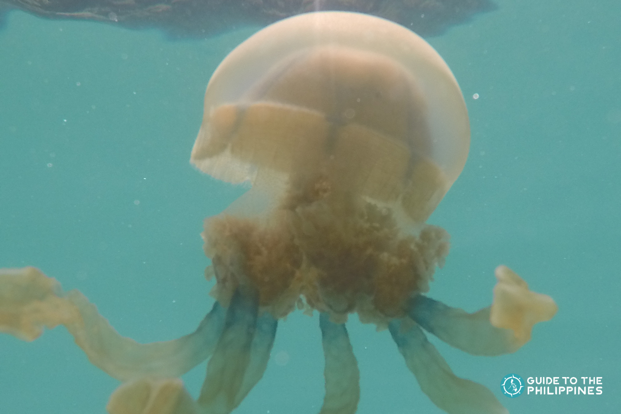 Jellyfish Sanctuary in Siargao