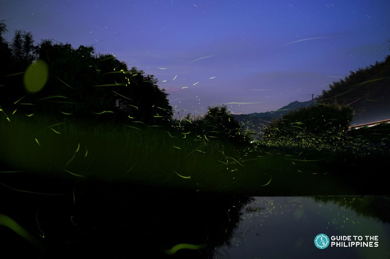 Fireflies around a riverside