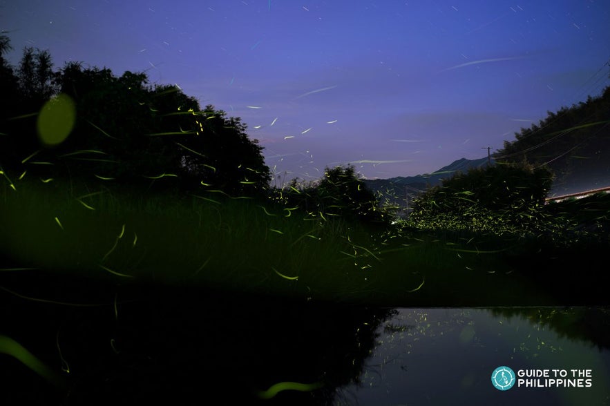 Fireflies around a riverside Fireflies around a riverside
